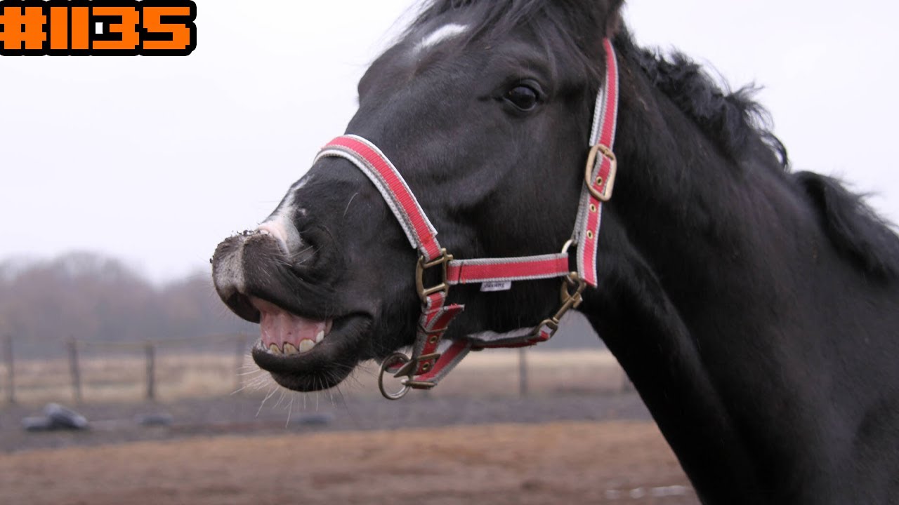 [1135] Eden стрик на 4 цели | Подлый старт | The Binding of Isaac: Repentance+