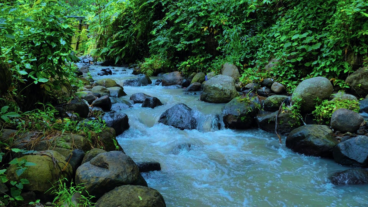 Peaceful River Ambience with Birds – Sleep, Relax & Unwind