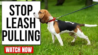7-Day Leash Training Fix – No More Pulling! 🎯