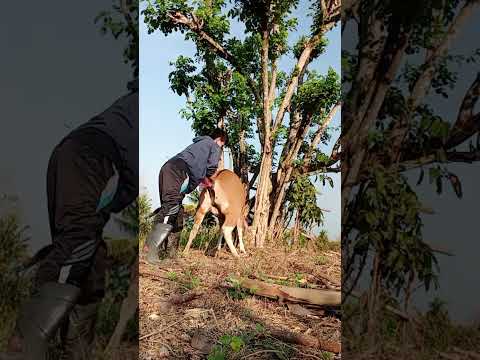 cara kawin suntik Sapi lokal liar tampa kandang jebit