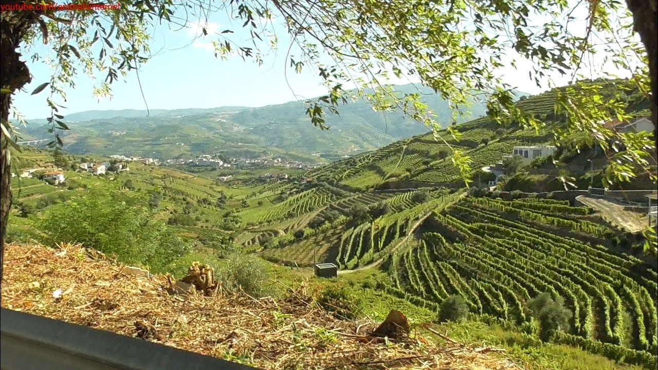 National 2 road Vila Real - Peso da Régua, Portugal. Douro, vineyards, olive trees, fountains, hills
