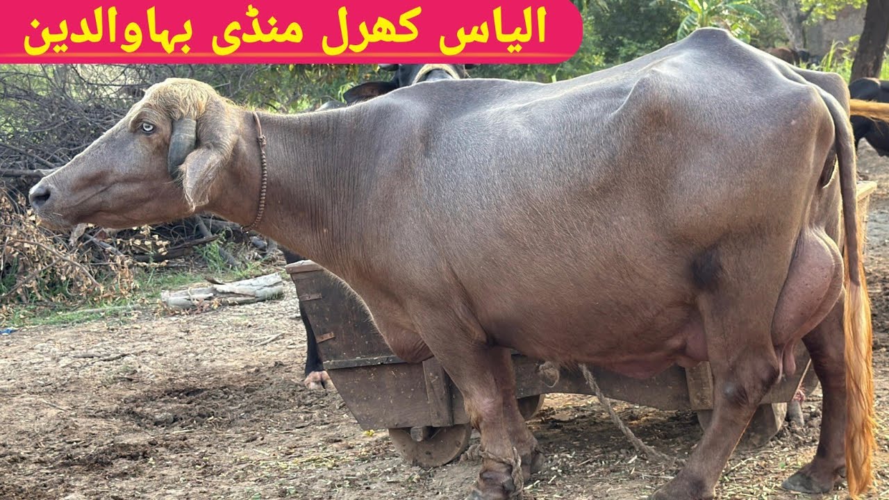 Pure Nili Buffalo Bull Sutlej || Ilyas kharal Mandi Bahauddin || Buffalo Farming 