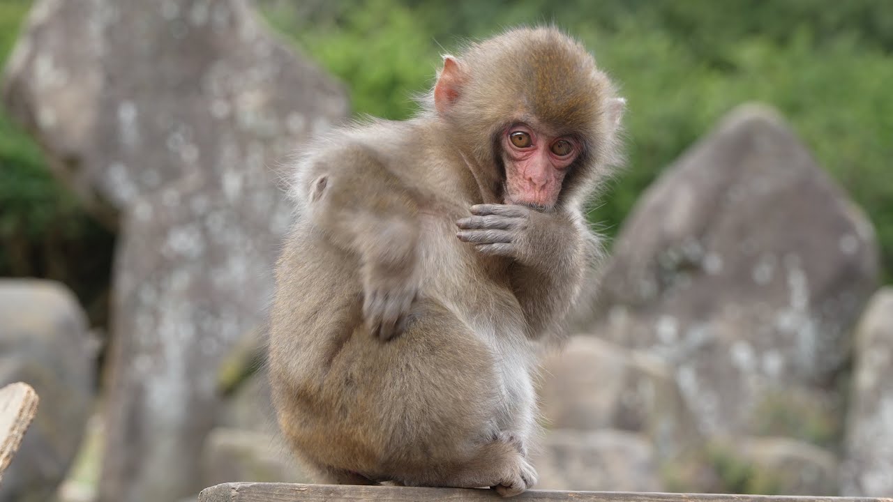さる様 The Miracle of Ten-Ten: Meet the Orphan Monkey with a Personality
