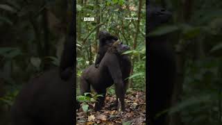 Famous This is Parenthood. Stories of incredible ingenuity, dedication and some extraordinary team work. Wealth