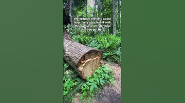 Clearing the Hiking Trail from a Fallen Tree #arborist #trees #treeservice
