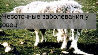 Чесоточные заболевания у овец