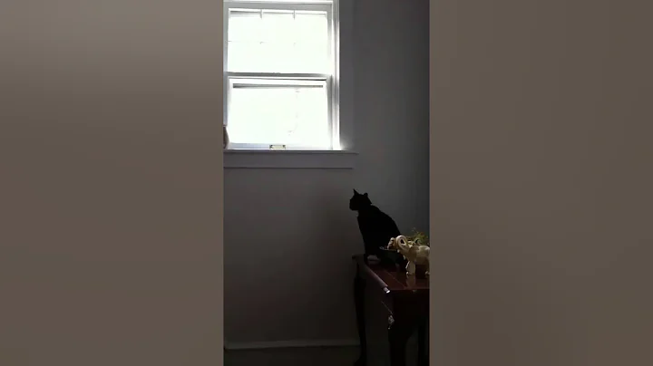 A Cat's Meow