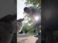 ボーダーコリーを飼う人へ、もう夏 #わんだブログ #vlog #犬 #赤ちゃん #猫 #dog #cat