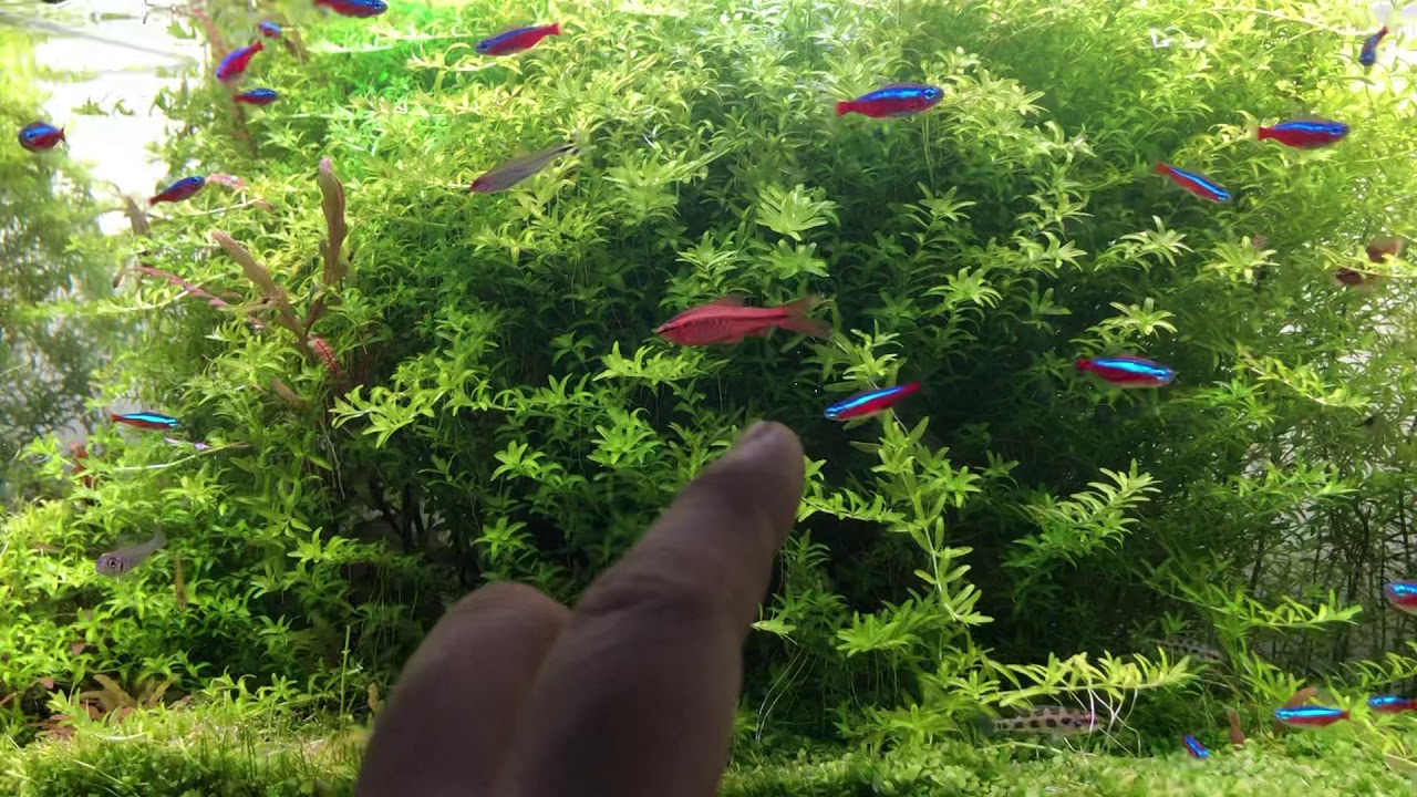 不用co2 也可以活的超級好的水草 日本珍珠草好種好養但缺點環境好時長超快 Youtube