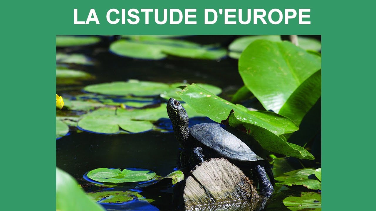LA CISTUDE D'EUROPE (Emys orbicularis)