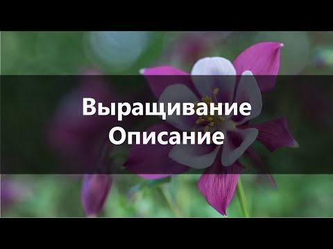 Бейне: Аквилегия (56 фото): бүркіт гүлінің немесе аулау аймағының сипаттамасы, ашық жерге отырғызу мен күтім, көшеттер өсіру мен көбею. Гүлденуден кейін қалай күтім жасау керек?