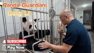 Panda Guardian Dong Li | iPanda