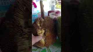 Madang Fruit short  mommychelchannel5818