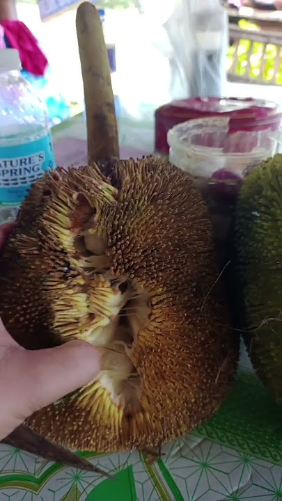 MADANG FRUIT #shortvideo  @mommychelchannel5818