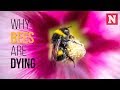 Why Bees Are Dying