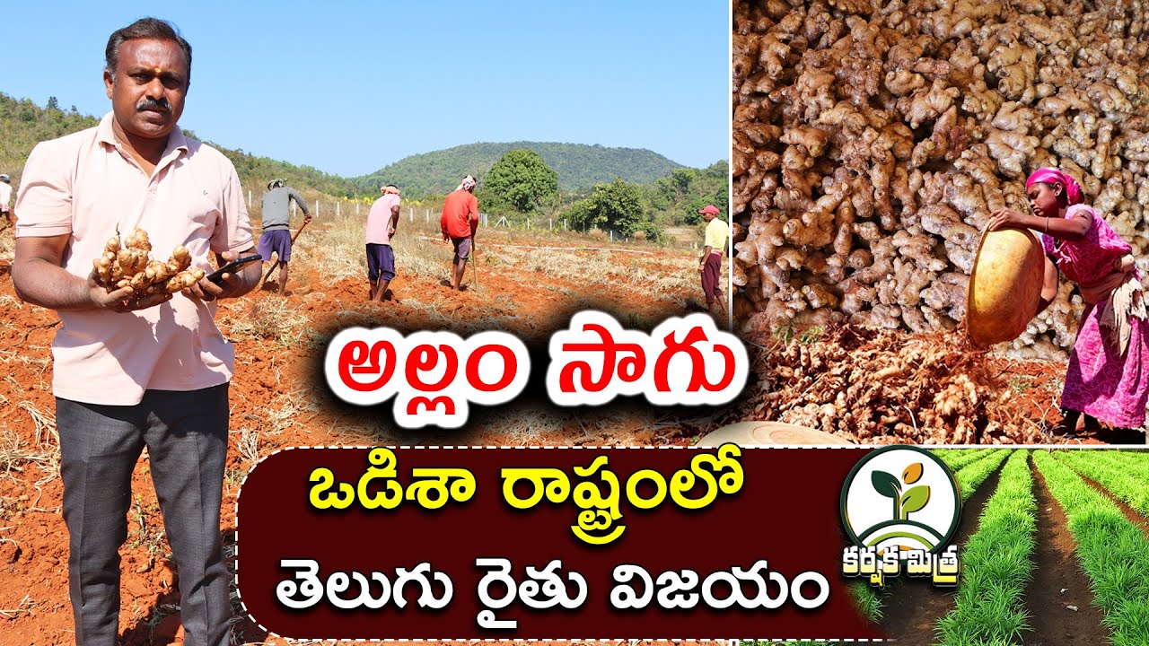 ఒడిశా రాష్ట్రంలో అల్లం సాగుతో తెలుగు రైతు సత్ఫలితాలు || Ginger Farming in Odisha || Karshaka Mitra