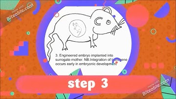 blastocyst microinjection in mice