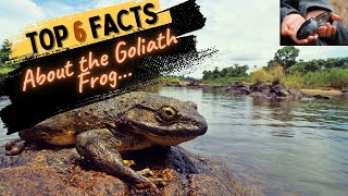 Facts About the Goliath Frog