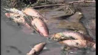 Chemical leak kills fish, raises concerns