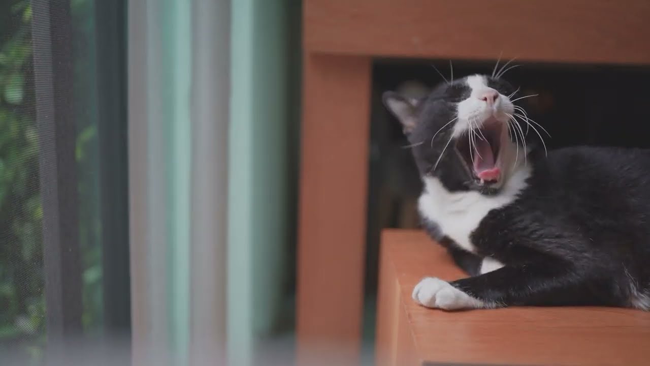 Gone but Not Forgotten – Our Lost Footage (in memory of my cat, 2023) Shot on Sony a7c