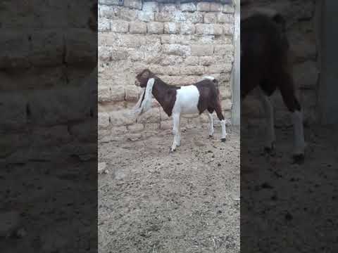 فحل حجازي العمر 10اشهر المسيلة 0549989987