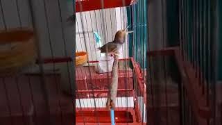 Download Lagu prenjak gacor shorts MP3