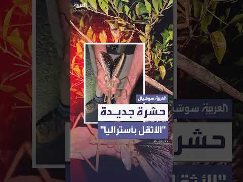 اكتشاف نوع جديد من الكائنات الحية في الغابات