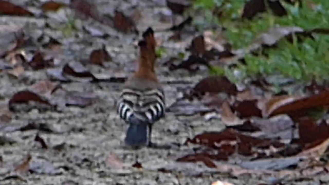 Hoopoe, Madagascar