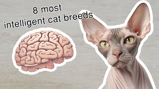 Meet 8 most intelligent cat breeds in the world