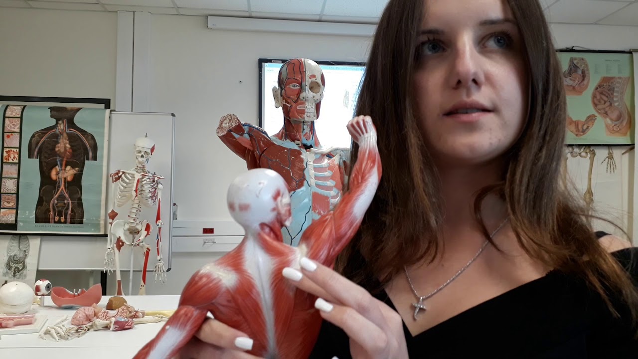 Ελληνικό Μεσογειακό Πανεπιστήμιο Μάθημα Ανατομίας Μύες Άνω Άκρου