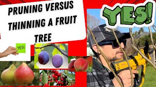Pruning vs. Thinning: The Key to Healthier & More Productive Fruit Trees!