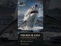 ¿Conoces al tiburón más grande del mundo? 🌊 #tiburones #curiosidades #shorts