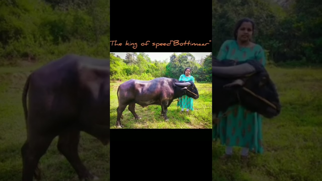 ❤❤Legend bottimar ❤❤