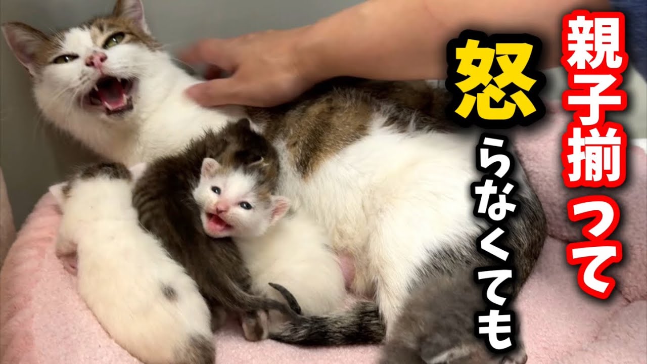 I helped raise a kitten and move I got mad at them - YouTube