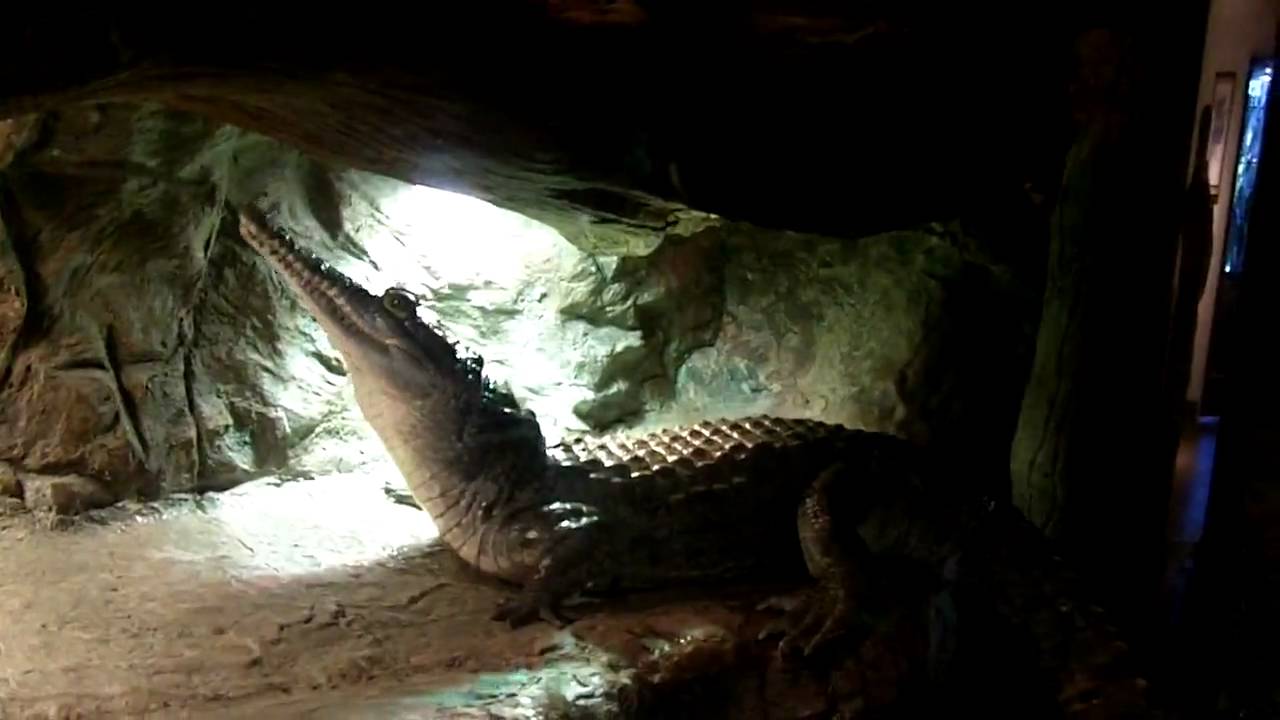 Crocodile at the Dallas World Aquarium YouTube