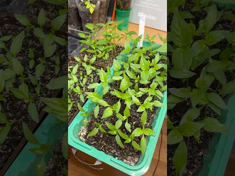 Я в шоке, эта подкормка оживит и укрепит хилую рассаду #рассада #подкормка #сад #дача #огород
