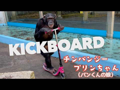 パンくん Do you remember the chimpanzee Purin-chan (Pan-kun's daughter