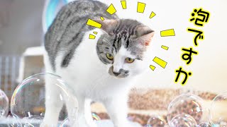Make Bubble Machine For Cats - Soap bubble Game🎉スーパバブル| Funny Cat Reaction Studio💗 screenshot 3