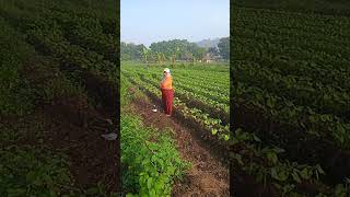 penyiangan di kacang merah ps terong blt #sukir men#kebunsayuran