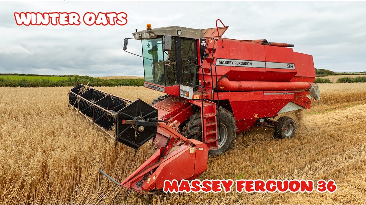 McIlveen Farm | Massey Ferguson 36 combining winter oats