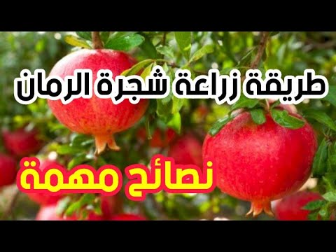 فيديو: تكاثر شجرة الرمان - نصائح حول زراعة شجرة الرمان من القصاصات