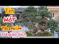 TIN HÓT... vừa hạ tác phẩm xuống triển lãm chưa kịp kê lên đôn siêu phẩm đá được giao dịch