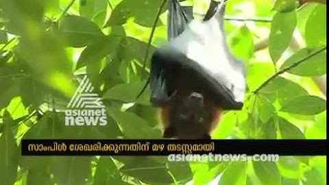Samples of Fruit-Eating Bats to Be Tested for Nipah Virus