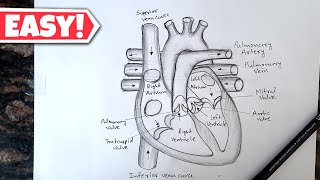 Human Heart Diagram Drawing with labelled // मानव हर्दय का चित्र // Class 10 Science Diagram