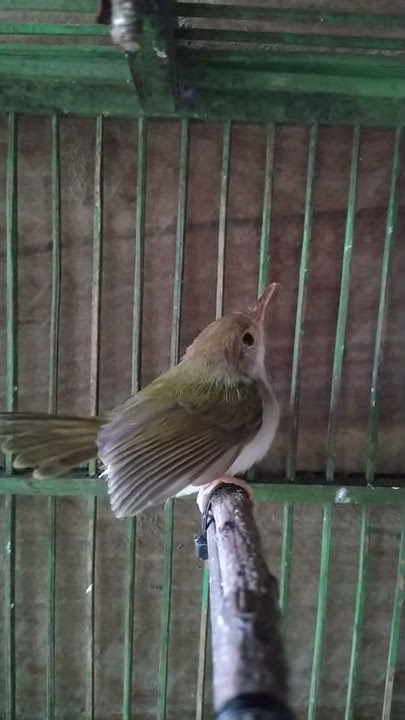 Prenjak bawah anakan