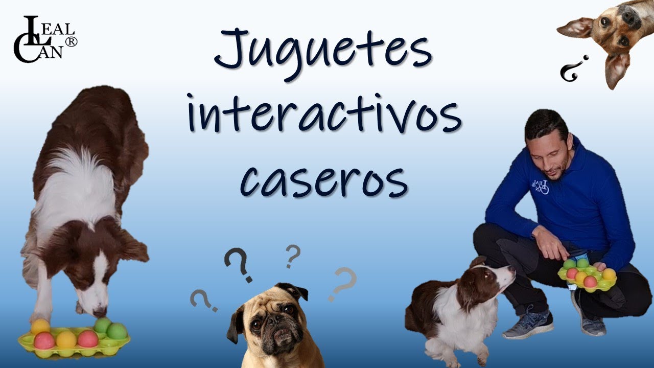 Juegos de inteligencia y olfativos para perros