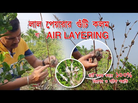 গুটি কলম (Guti Kolom) Air Layering - লাল পেয়ারা গাছের। কলম করার জন্য 100% নিরাপদ পদ্ধতি।