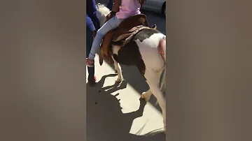 Horse rides