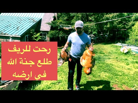 فيديو: تربية الدجاج في الريف في الشتاء