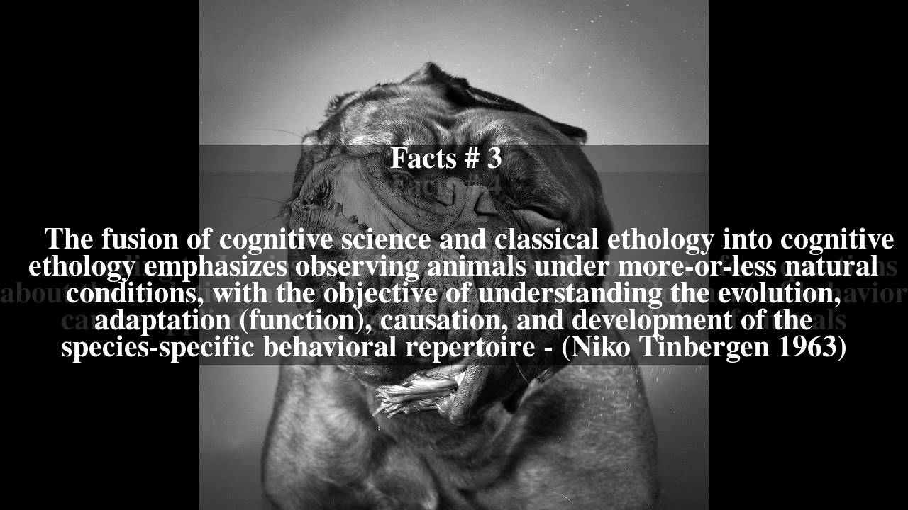 Cognitive ethology Top # 7 Facts